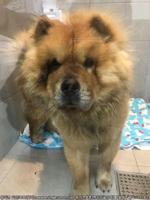 차우차우 용인ㅡ평택구간 발견