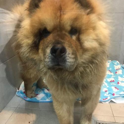 차우차우 용인ㅡ평택구간 발견