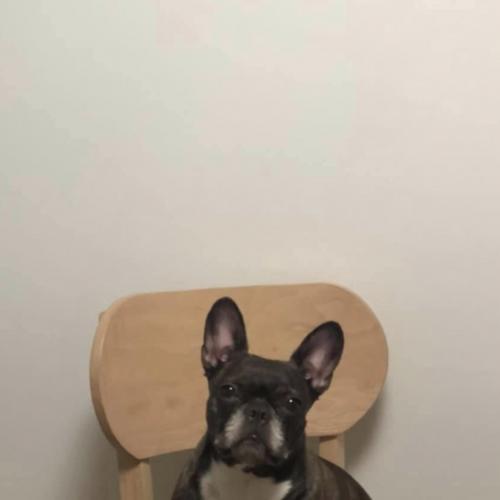 프렌치불독두리