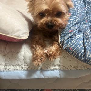 요크셔테리어 암컷 찾습니다