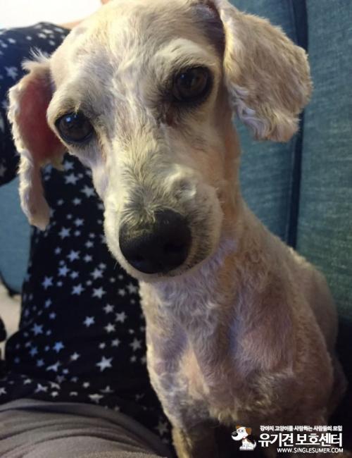 평택역 근처에서 발견한 하얀색 푸들암컷 보호중입니다!