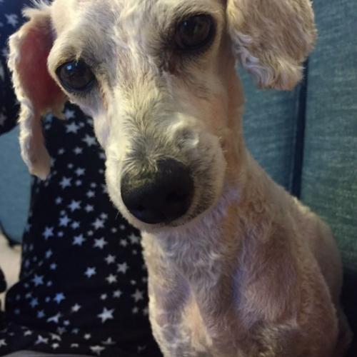 평택역 근처에서 발견한 하얀색 푸들암컷 보호중입니다!