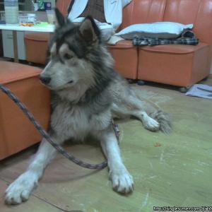 말라뮤트를 찾았읍니다