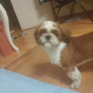 가족같은 달콩이를 찾아주세요.