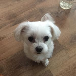 인천 남동구 말티즈 수컷