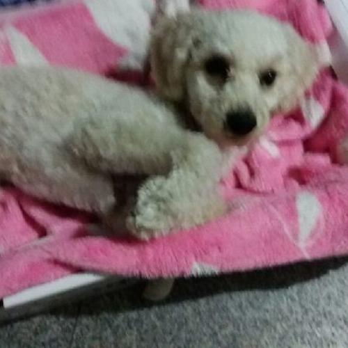 크림푸들 주인을 찾습니다