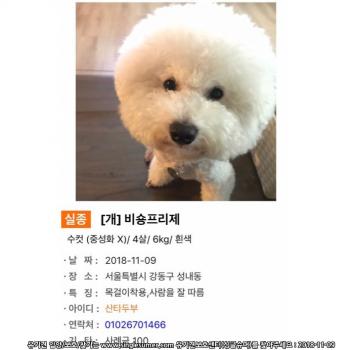 강아지를 찾습니다