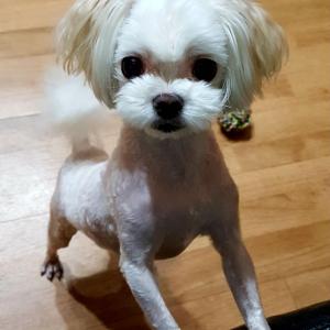 말티즈분양합니다.