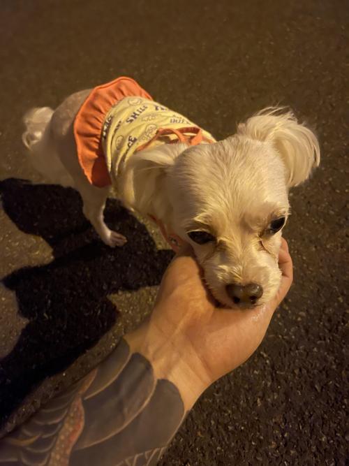 내동중학교근처 잃어버리신분