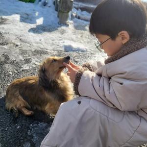 강아지를찾습니다