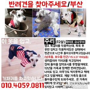 화이트슈나우저 찾습니다!