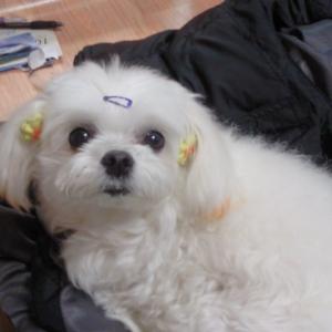 경주 말티즈 여아 찾고있어요