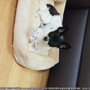 화명동 강아지 믹스견 찾아요.