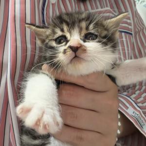 수도권) 한달령 새끼고양이 남매 가족찾아요