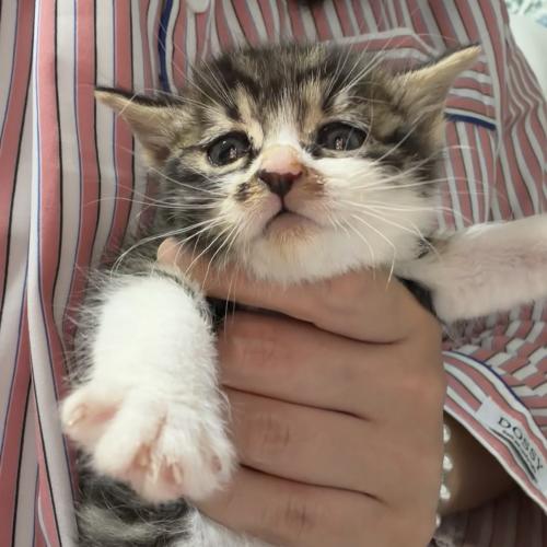 수도권) 한달령 새끼고양이 남매 가족찾아요