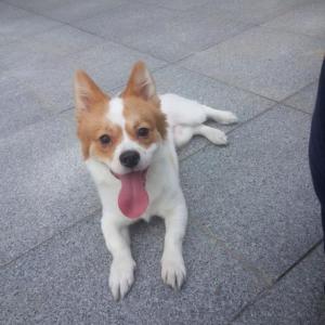 여주에서 잃어버린 남아 믹스견 보신분 연락주세요