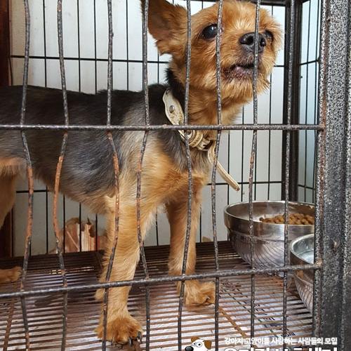 유기견 요크셔테리어  '땅이' 분양하는 글 올립니다~