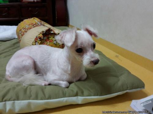 흰색 말티즈? 미용되고 깔끔한 아이 보호 중입니다.