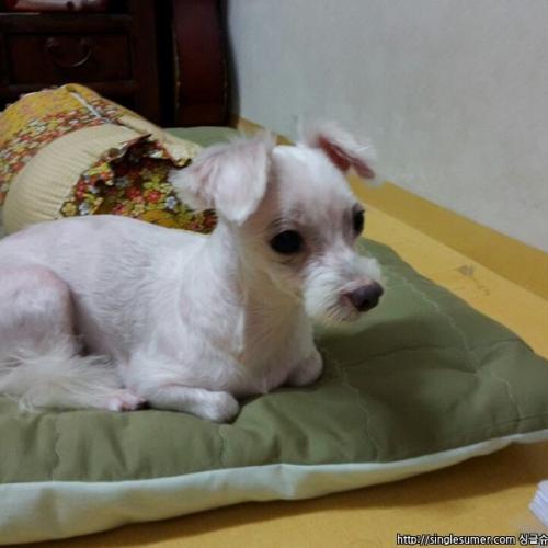 흰색 말티즈? 미용되고 깔끔한 아이 보호 중입니다.