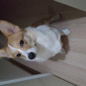 강아지 찾아주세요.