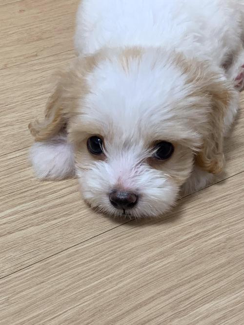 귀여운 3개월 율무의 가족을 찾습니다