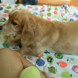 부평 북인천우체국  갈색믹스견찾습니다