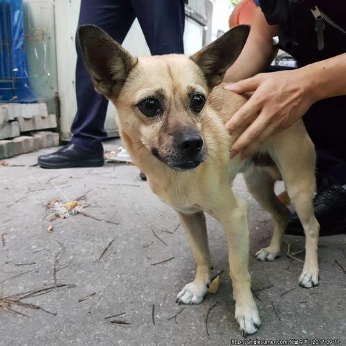 중랑구 면목동 마젤란아파트 기업은행 사거리