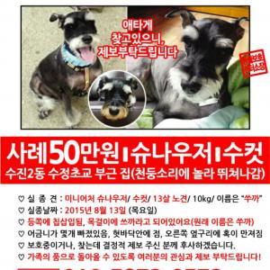 슈나우저 남아를 잃어버렸어요ㅠㅠ