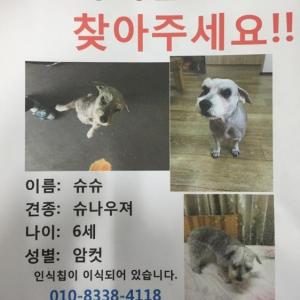 청주  슈나우져 암컷 찾아요