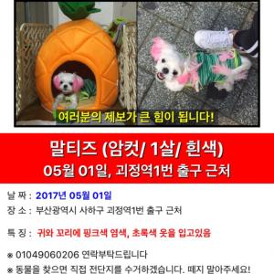 부산 말티즈(암컷/귀&꼬리핑크염색)찾아요