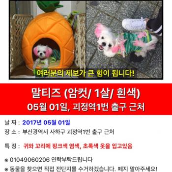 부산 말티즈(암컷/귀&꼬리핑크염색)찾아요