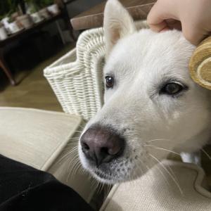 진돗개를 찾습니다