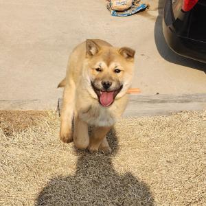 경기도 화성시 매송면 야목리에서 분실한 진도견찾아요