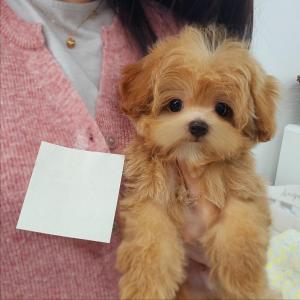 너무 순한 성격을 가진 크림 말티푸 왕자님 분양합니다