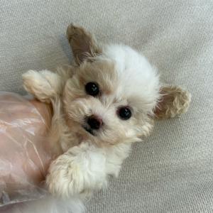 말티푸분양 2개월령 공주님 애교가득 공주님