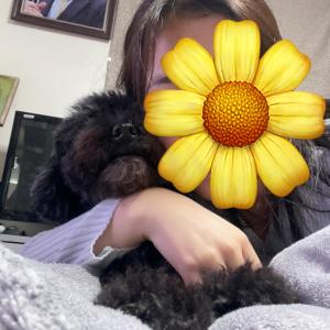 강아지/푸들 찾습니다