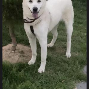 진천/충북혁신도시 흰색 진돗개(귀 접힘) 찾습니다