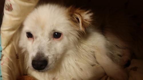 유기견 2마리 찾고있습니다.