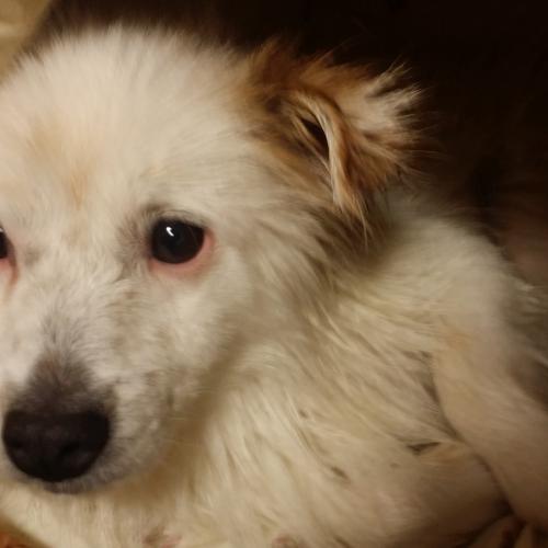 유기견 2마리 찾고있습니다.