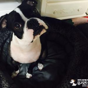 경기도 이천에서 잃어버린 강아지찾습니다