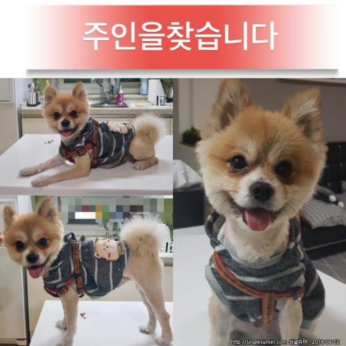 중랑구면목동 포메믹스남아 임보중