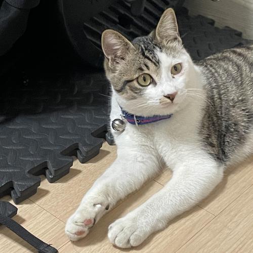 고양이 주인을 찾습니다