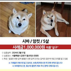 시바견을 찾습니다. 부탁드립니다.