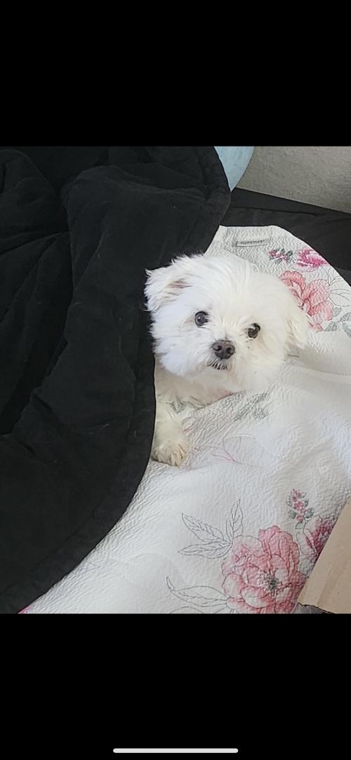 말티즈 무료분양