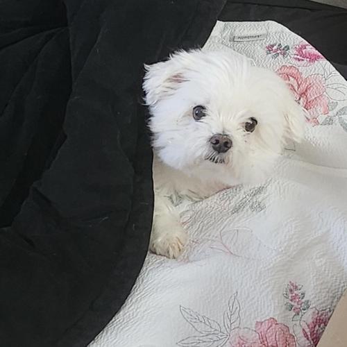 말티즈 무료분양