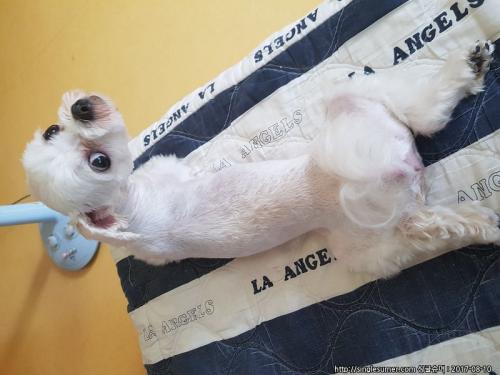 말티 남아 보호중