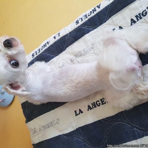 말티 남아 보호중