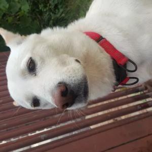 흰색백구, 빨간색 목줄착용