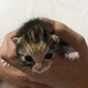 새끼고양이 제발 키워주실분 찾습니다 ㅠㅠ