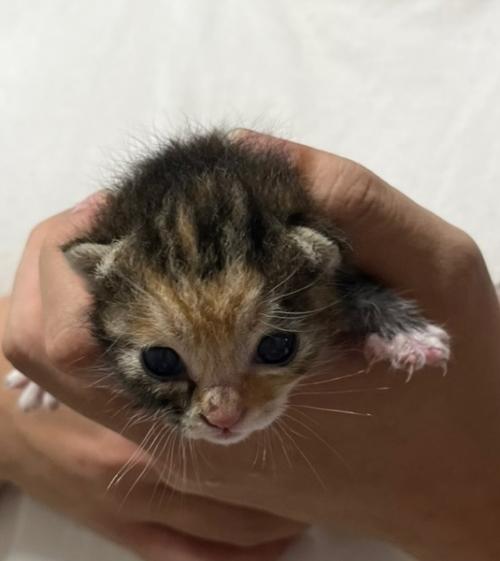 새끼고양이 제발 키워주실분 찾습니다 ㅠㅠ